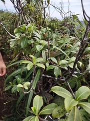 Psychotria mariniana