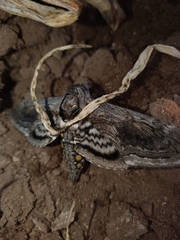 Manduca quinquemaculatus