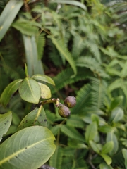 Psychotria mariniana