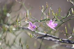 Thysanotus manglesianus