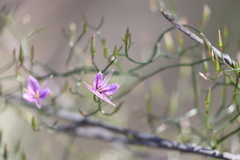 Thysanotus manglesianus