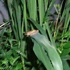 Polypedates leucomystax