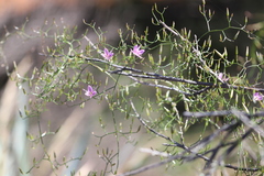 Thysanotus manglesianus