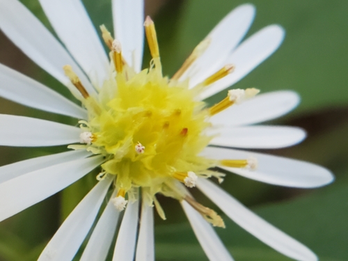 Symphyotrichum lanceolatum var. latifolium