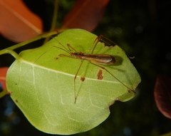Saicinae