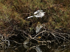 Trachemys scripta elegans