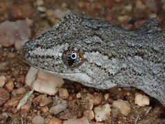 Strophurus intermedius