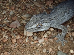 Strophurus intermedius