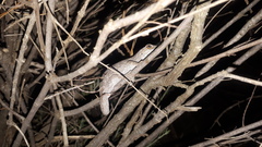 Strophurus intermedius