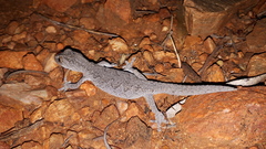 Strophurus intermedius
