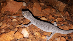 Strophurus intermedius