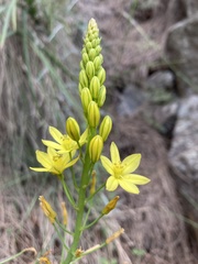 Bulbine glauca