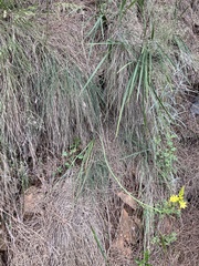 Bulbine glauca