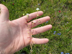 Mononeuria nuttallii