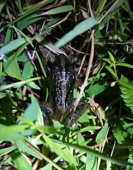 Fejervarya limnocharis