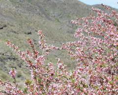 Prunus prostrata concolor