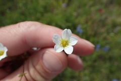 Mononeuria nuttallii