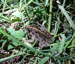 Fejervarya limnocharis