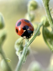 Coccinella septempunctata