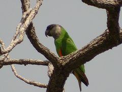Poicephalus senegalus