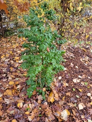 Berberis aquifolium