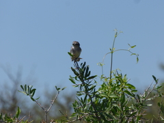 Serpophaga subcristata