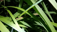 Takydromus sexlineatus