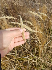Calamagrostis extremiorientalis