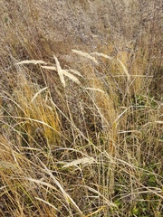 Calamagrostis extremiorientalis