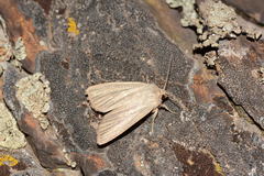 Mythimna pudorina