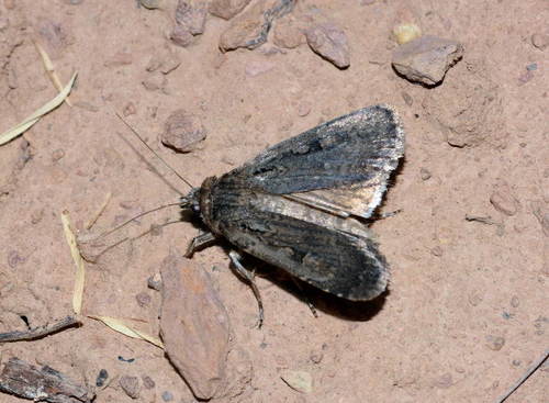 Spaelotis defuncta