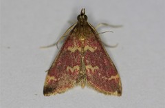 Pyrausta signatalis