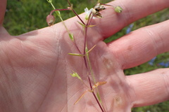 Mononeuria nuttallii