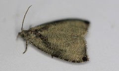 Olethreutes exoletum