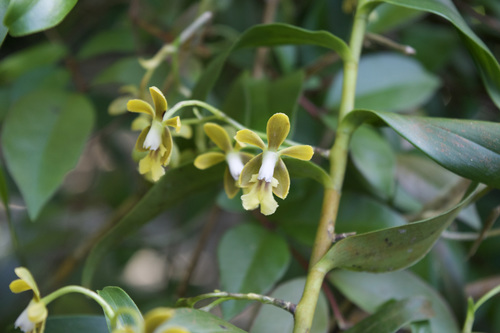 Epidendrum parviexasperatum (Hágsater) Hágsater