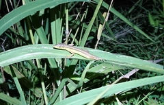 Takydromus sexlineatus