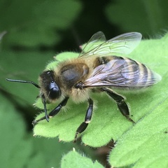 Apis mellifera