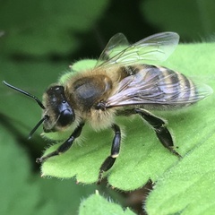 Apis mellifera
