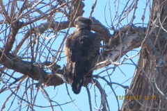Haliaeetus leucocephalus