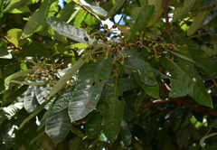 Cryptocarya murrayi