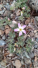 Oxalis adenophylla
