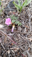 Oxalis adenophylla