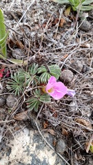 Oxalis adenophylla