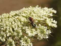 Augochloropsis tupacamaru