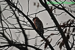 Buteo lineatus