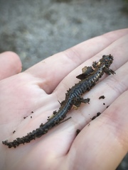 Plethodon dorsalis