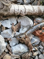 Plethodon dorsalis