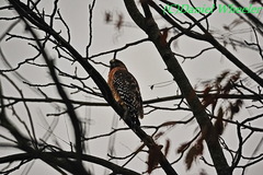 Buteo lineatus