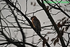 Buteo lineatus