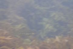 Odax pullus